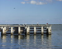 010 - Titusville pelicans